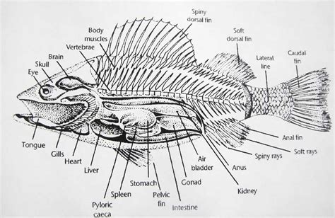 pin  kurt jones  animal anatomy pinterest fish anatomy anatomy  fish