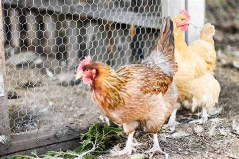 raising backyard chickens   evergreen acre