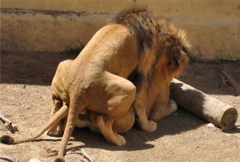 Sexo de leao