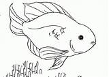 Coloring Fish Pages Parrot Tropical Library Clipart Beautiful sketch template