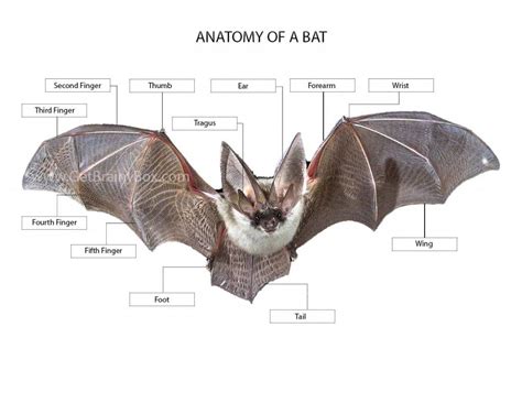 anatomy   bat   brainy box