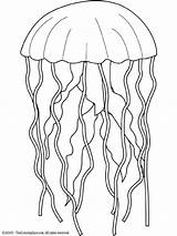 Jellyfish Coloring Pages Color Fish Drawing Simple Kids Animals Realistic Printable Line Print Animal Animalstown Colouring Getdrawings Drawings Girls Gif sketch template