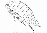 Isopoda Drawing Draw Step Animals Tutorials Sea sketch template