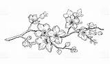 Sakura Blossoms Almond Fiore Ciliegio Pesco Tatuaggi Doodle Realistic Disegno Bunga Sketsa Cerisier Zeichnung Cinesi Tatuaggio Ausmalen 123rf Cerezo Flor sketch template
