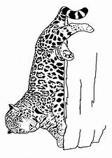 Coloring Leopard Pages Jaguar Laying Parentune Worksheets Printable sketch template