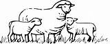 Sheep Clipart Clip Drawing Outline Flock Vector Standing Field Herd Grazing Lamb Cliparts Svg Coloring Transparent Library Sheeps Clker 20clipart sketch template