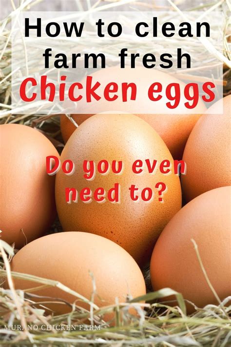 pin   chicken farm tips