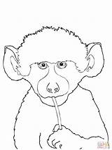 Coloring Pages Baboon Animals 2000px 27kb 1500 sketch template