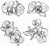 Orchid Drawing Tracing Flower Orchids Pattern Simple Illustration Soul Journey Comments Getdrawings Coloring Library Clipart Coloringhome sketch template