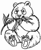 Panda Bear Coloring Pages Bears Cute Printable Baby Getcoloringpages sketch template