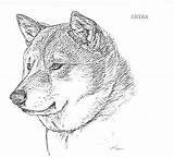 Shiba Inu Drawing Dog Getdrawings sketch template