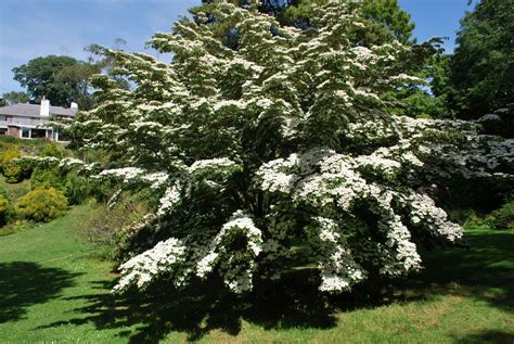 cornus kousa chinensis shrubs  sale uk letsgoplantingcouk