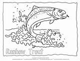 Trout Coloring Fish Rainbow Outline Pages Drawing Printable Color Water Forelle Malvorlage Koi Clipart Lake Animal Detailed Kids Line Collection sketch template