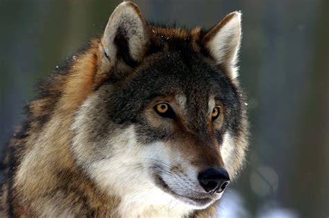 photo wild wolf alpha animal jungle   jooinn