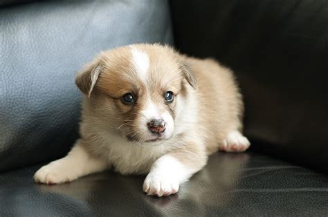 cute overload  dog breeds    cutest puppies
