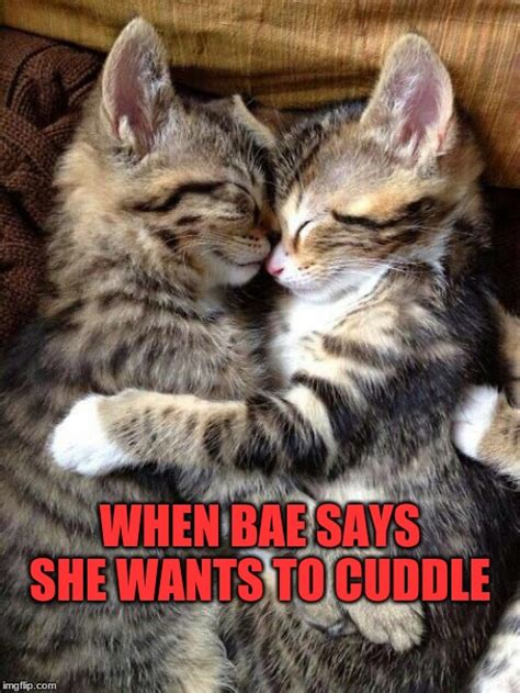 Cute Cats Cuddling Imgflip