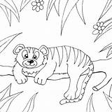 Coloring Pages Rainforest Animals Animal Tiger Zoo sketch template