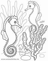 Ausmalbilder Seepferdchen Carle Ausmalen Tiere Malvorlagen Fische Seahorse Meerjungfrau Wassertiere Zeichnen Zeepaardjes Kleuters Azausmalbilder sketch template
