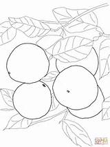 Coloring Tree Pages Grapefruits Supercoloring Grapefruit Drawing Categories sketch template