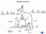 Joey Kangaroo Clipart Colouring sketch template