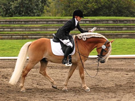 dressage training riding lessons aletheia dressage