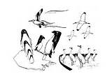Aves Marinas Colorare Uccelli Marini Zeevogels Kleurplaat Hitam Putih Gambar Burung Disegni Kartun Dibujos Pngitem Openclipart Terbang Penguin Kleurplaten Tekeningen sketch template