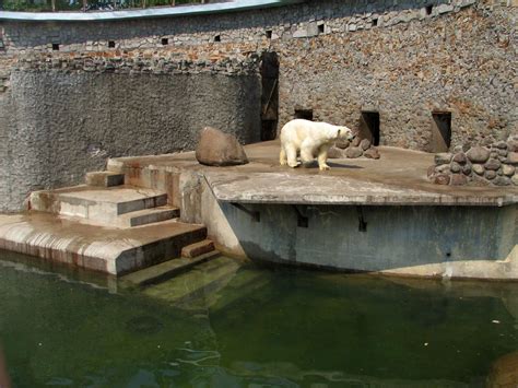 polar bear enclosure female zoochat