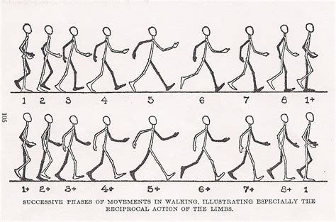 walk cycle animation walking animation animation sketches character