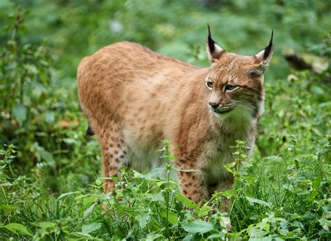 move  reintroduce lynx   british countryside bt