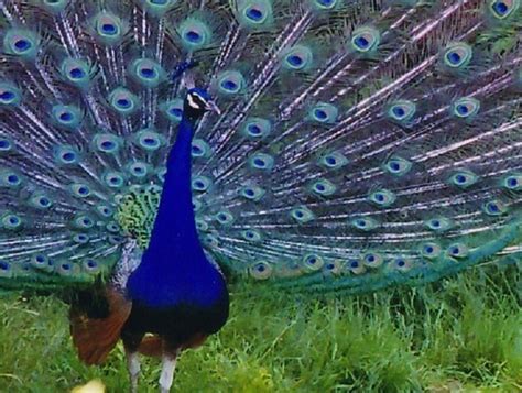 peacock sex masturbation network