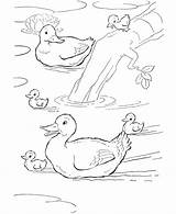 Coloring Pages Ducks Animal Farm Duck Pond Family Animals Printable Kids Swimming Clipart Print Sheet Activity Book Para Patos Honkingdonkey sketch template