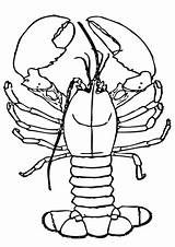 Lobster Coloring Pages Claws Drawing Big Lobsters Cartoon Template Printable 480px 45kb Getdrawings Search sketch template