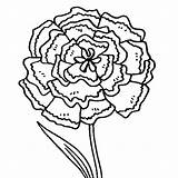 Carnation Coloring Pages Flower Printable Green Kids Button Using Print sketch template