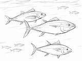 Tuna Coloring Pages Pacific Shoal Bluefin Salmon Drawing Printable Ocean Animals Sea sketch template