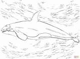 Orca Whale Ausmalbilder Ausmalen Ausmalbild Orka Coloriage Killerwal Orque Supercoloring Colorare Wal Malvorlage Ballena Kolorowanki Kolorowanka Ausdrucken Orcas Kinderbilder Druku sketch template