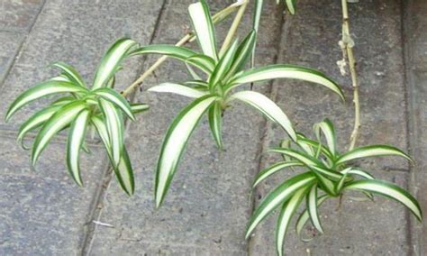 Il clorofito, chiamato anche falangio o pianta ragno, fa parte della famiglia asparagaceae ed è originaria dell'africa. Chlorophytum, Clorofito, Come curare e coltivare il vostro nastrino o