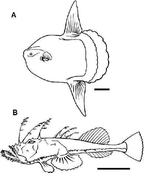 external morphology left lateral views    ocean sunfish mola  scientific
