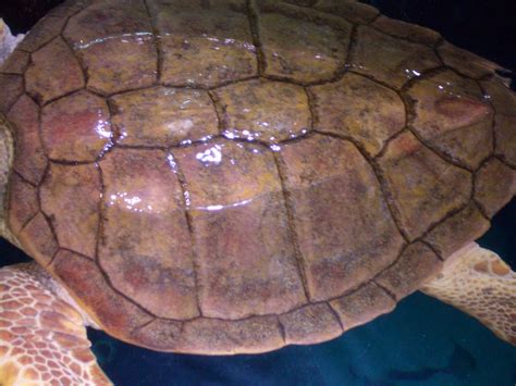 loggerhead sea turtle carapace clear scute definition flickr