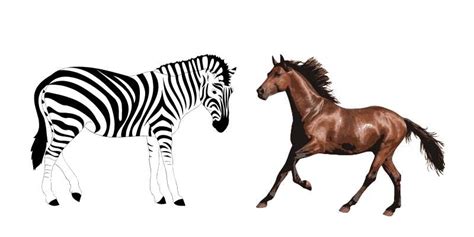 zebras  horses  differences comparison equine desire