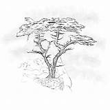 Drawing Tree Cypress Safari Sketch Trees Paintingvalley Template Coloring sketch template