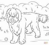 Labradoodle Kleurplaat Hond Labrador Goldendoodle Dibujos Hunde Honden Ausmalbild Malvorlagen Disegni Cani Malvorlage Colorare Brussels Griffon Kostenlos Coloringpagesonly Drukuj Owalo sketch template