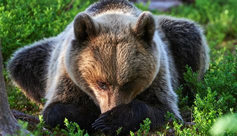 yellowstone bears eat  moths  day  august  yellowstone park
