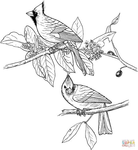 red cardinals coloring page  printable coloring pages