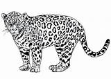 Cheetah Jaguar Dier Getdrawings Clipground sketch template