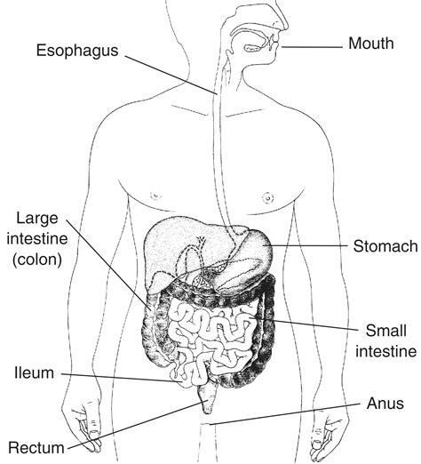 parts  digestive system buy human organ system formic model  human digestive