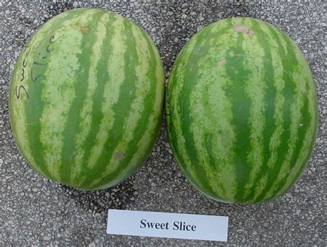 statewide watermelon trials sweet slice archives aggie
