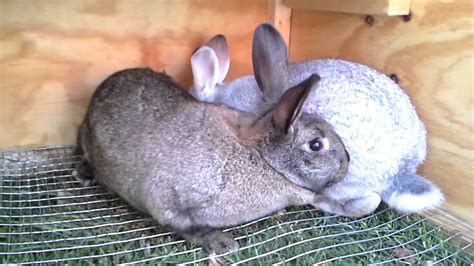 rabbit mating youtube