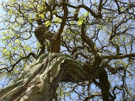 yggdrasil norse mythology tree