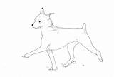 Pinscher Coloring Designlooter Requiring Personality sketch template