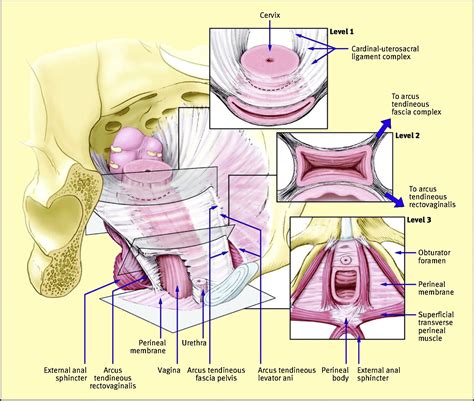 Assessment Of Pelvic Organ Prolapse A Practical Guide To The Pelvic